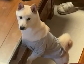 Vetmedix Case Sharing丨Лазер с висока мощност ускорява следоперативното заздравяване на кучешки радиално-лакътни фрактури