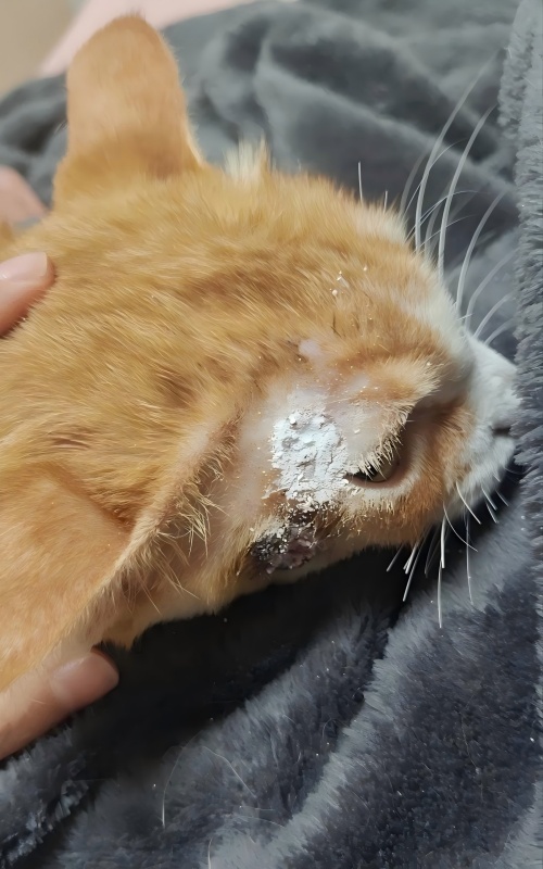 Споделяне на случай на Vetmedix丨Приложение на високоенергийна лазерна терапия при лечение на кожни язви