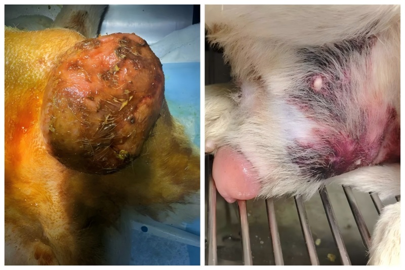 Споделяне на случай на Vetmedix丨Приложение на високоенергийна лазерна терапия при лечение на уголемяване на простатата