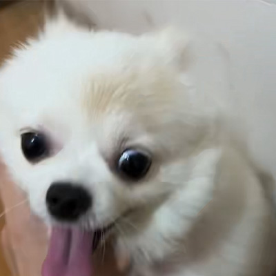 Споделяне на случай на Vetmedix丨Приложение на високоенергиен лазер при лечение на кучешки трихофития